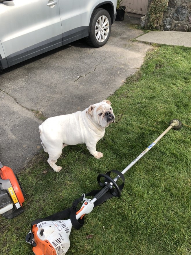 lawn service calgary southwest